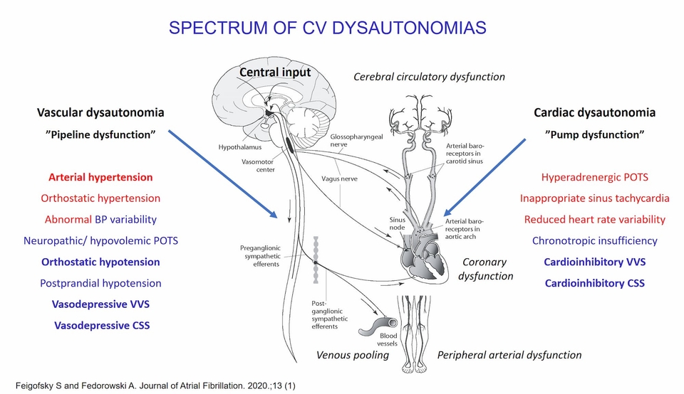 Narcotizing Dysfunction Cardiac and vascular dysfunction